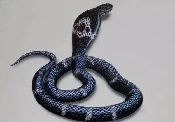 蛇11.jpg