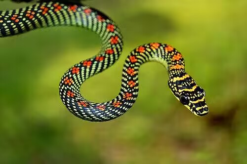 蛇5