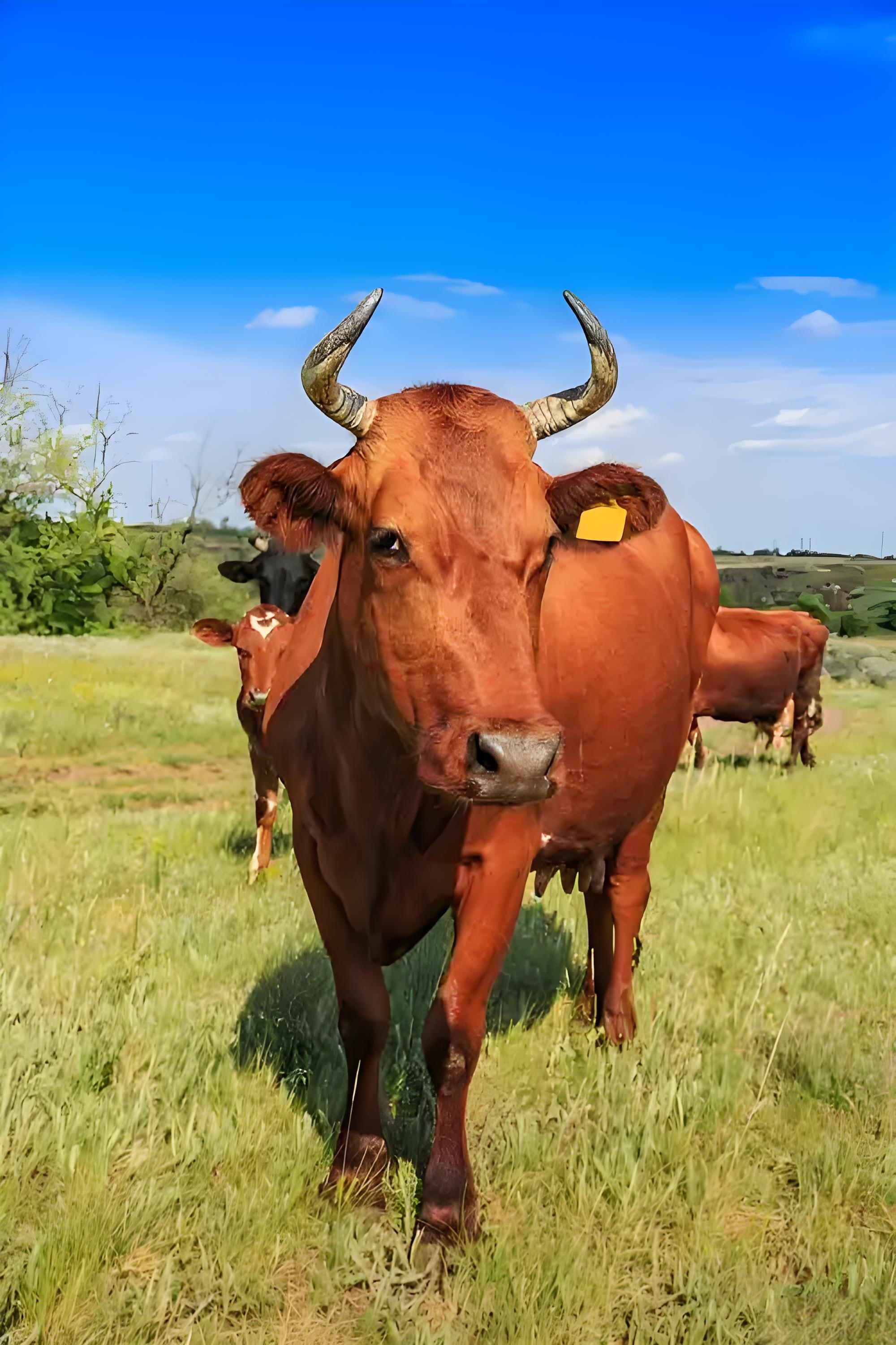 20263