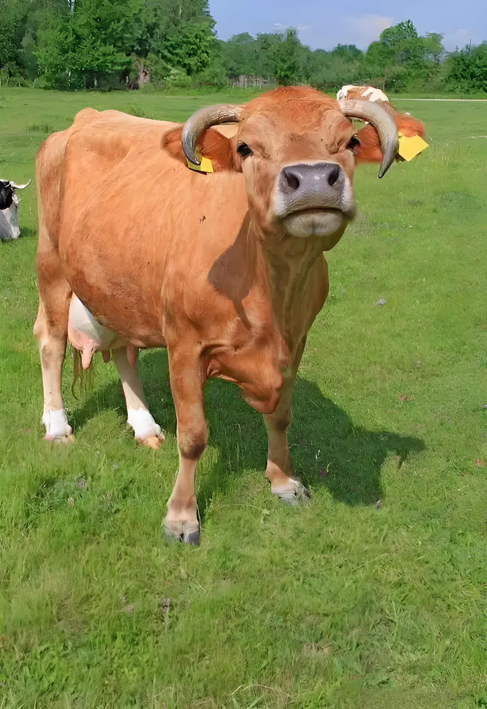 20264